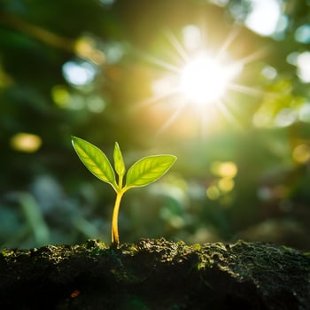 Fresh green leaves grow on tree symbolizing new life in nature photo