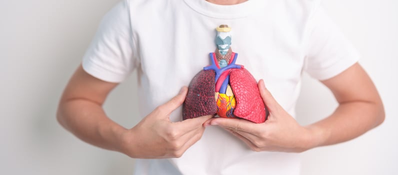 woman hold Respiratory system anatomy for Diseases. Lung Cancer, Asthma, Chronic Obstructive Pulmonary or COPD, Bronchitis, Emphysema, Cystic Fibrosis, Bronchiectasis, Pneumonia and Pleural Effusion photo
