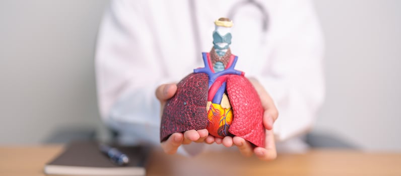 Doctor hold heart Cardiovascular and Respiratory anatomy for Disease. Lung Cancer, Asthma, Chronic Obstructive Pulmonary or COPD, Bronchitis, Emphysema, Cystic Fibrosis, Bronchiectasis, Pneumonia photo