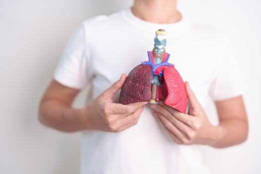 woman hold Respiratory system anatomy for Diseases. Lung Cancer, Asthma, Chronic Obstructive Pulmonary or COPD, Bronchitis, Emphysema, Cystic Fibrosis, Bronchiectasis, Pneumonia and Pleural Effusion photo