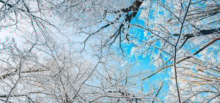 Panorama of winter nature landscape at sunrise. Christmas seasonal forest background. Tranquil pathway snowy trees idyllic sunlight. Pine trees covered with snow frosty evening. Beautiful winter path photo