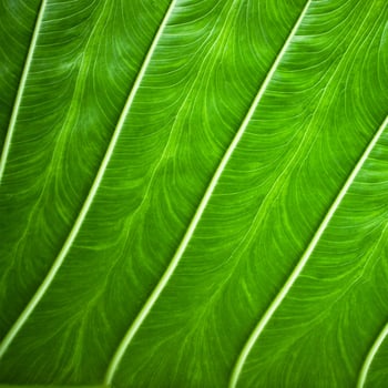 green leaf texture close up as background for text about ecology photo