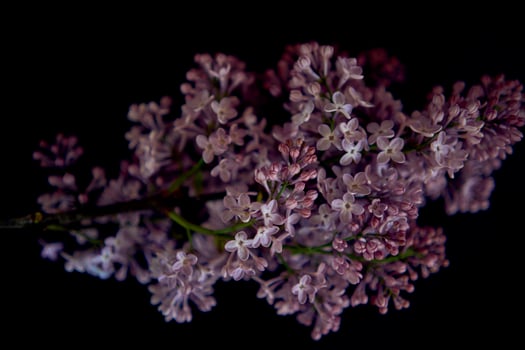 a bouquet of lilacs in a crystal vase in the interior photo