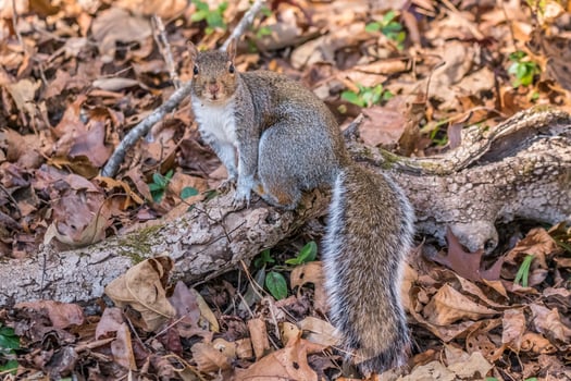 Grey squirrel posing photo