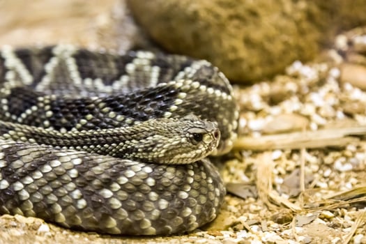 Rattlesnake - Crotalus durissus, poisonous, photo