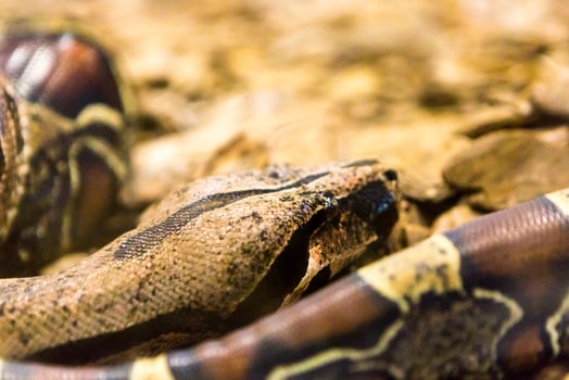 Boa constrictor snake jiboia in close up photo