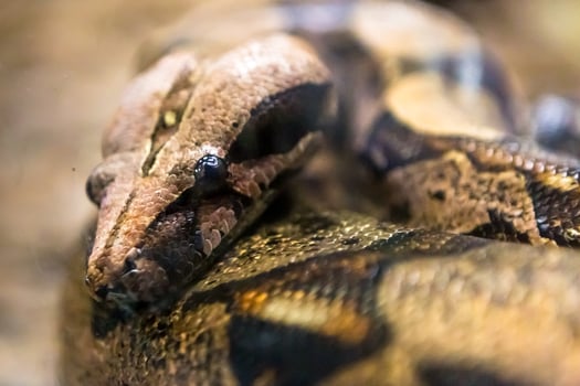 Boa constrictor, a species of large, heavy bodied snake. photo