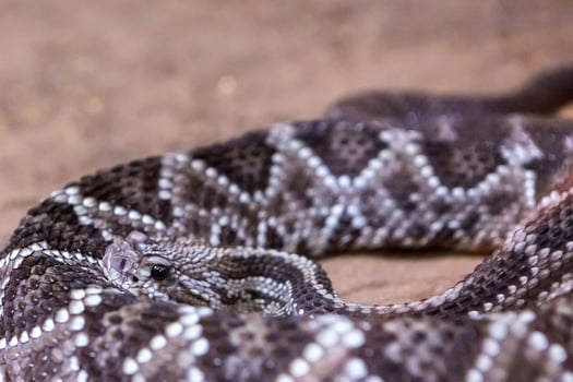 Rattlesnake, Crotalus atrox. Western Diamondback. Dangerous snake. photo