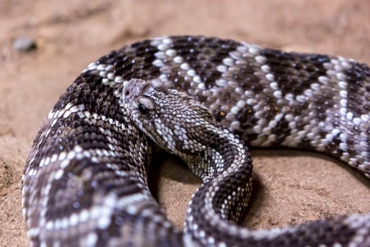 Rattlesnake, Crotalus atrox. Western Diamondback. Dangerous snake. photo