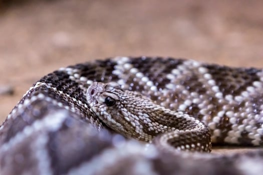 Rattlesnake, Crotalus atrox. Western Diamondback. Dangerous snake. photo