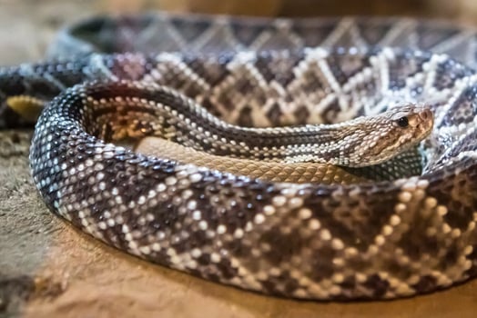 Rattlesnake, Crotalus atrox. Western Diamondback. Dangerous snake. photo