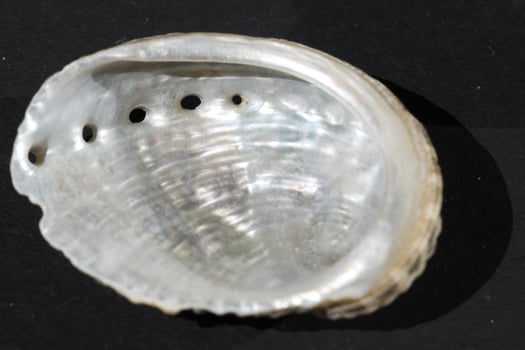 abalone sea shell photo