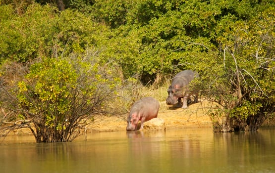 hippopotamus in pendjari np in the north of benin, west africa photo