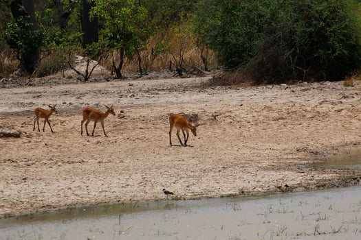 impalas and other animals drinking water in a lake in pendjari np, benin photo