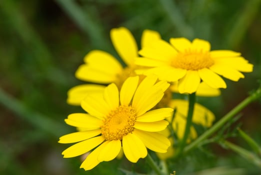 Closeup of two yellow daisies against a vibrant green backdrop photo