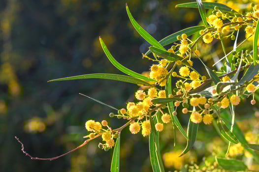 Yellow mimosa flowers. Close up. Spring, Womens day, Easter greeting card. Nature background 3 photo