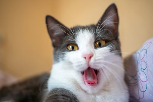 A cat is yawning and has its mouth open. The cat is on a bed and is looking at the camera. photo