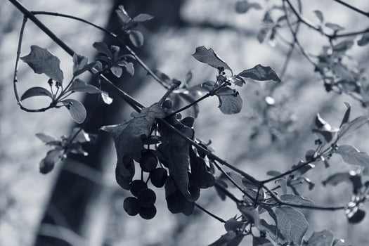 nature background photo