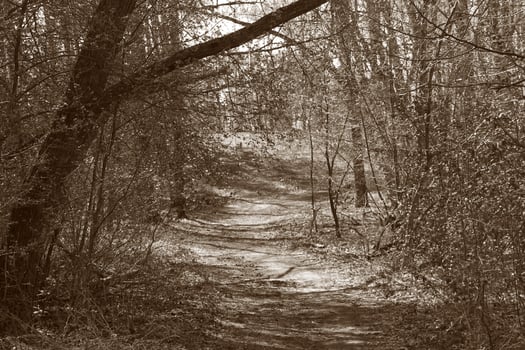 nature background photo