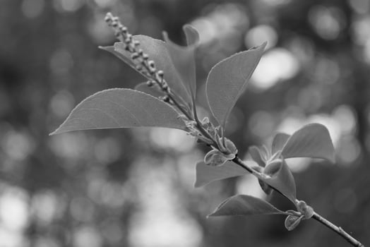 early spring plants photo