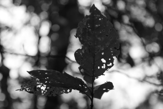 early spring plant photo