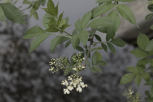 early spring plant photo