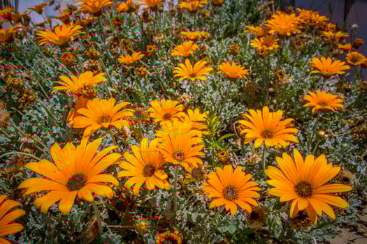 vibrant cluster of orange and yellow daisy flowers photo