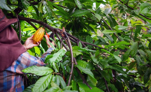 Cocoa farmer use pruning shears to cut the cocoa pods or fruit ripe yellow cacao from the cacao tree. Harvest the agricultural cocoa business produces. photo