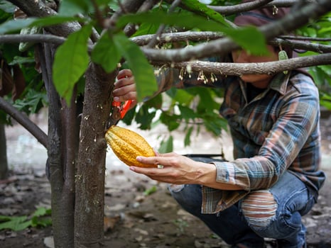 Cocoa farmer use pruning shears to cut the cocoa pods or fruit ripe yellow cacao from the cacao tree. Harvest the agricultural cocoa business produces. photo
