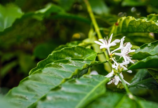 White coffee flowers blooming on coffee plants season and green coffee leaves. close-up photo