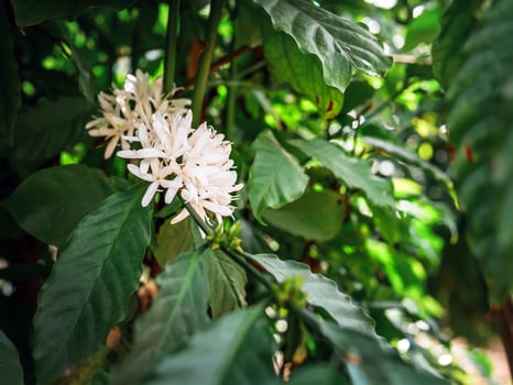 White coffee flowers blooming on coffee plants season and green coffee leaves. close-up photo