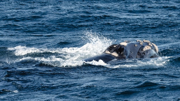 close-up of a free whale photo
