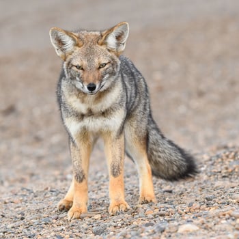 fox in the cost photo