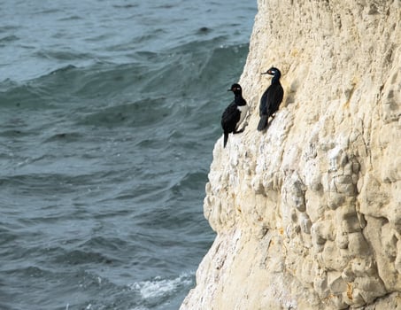 cormorants on the cliff photo