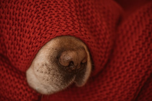 dog's nose under the red blanket in winter photo