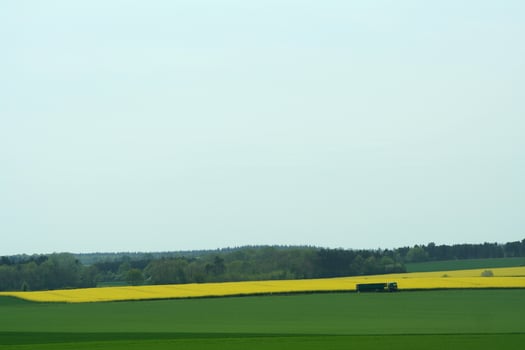 yellow rapeseed fields photo