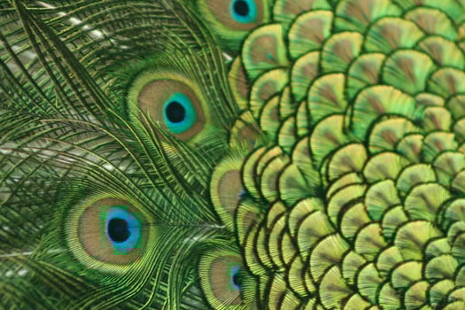 colorful peacock bird photo