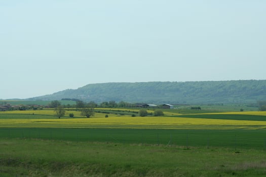 yellow rapeseed fields photo