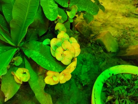 a green plant with yellow flowers in a pot photo