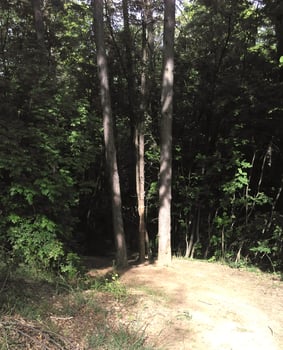 A day in the forest park photo