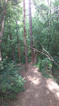 A day in the forest park photo