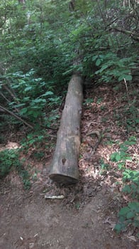 A day in the forest park photo