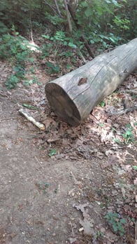 A day in the forest park photo