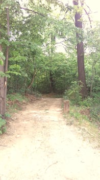 A day in the forest park photo