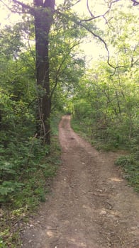 A day in the forest park photo