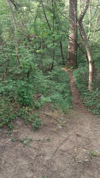 A day in the forest park photo