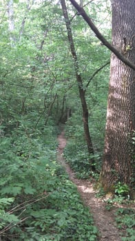 A day in the forest park photo