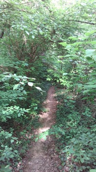 A day in the forest park photo