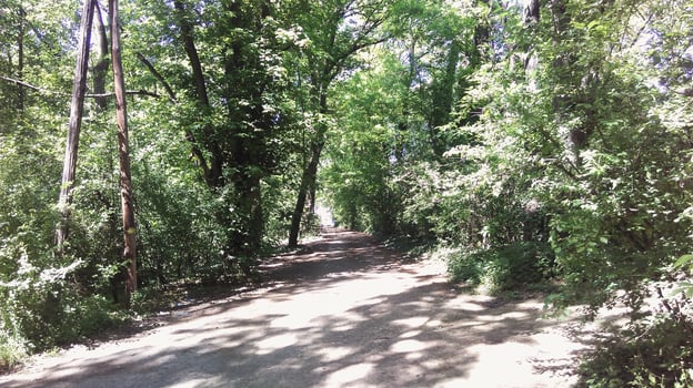 A day in the forest park photo