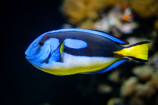 Palette surgeonfish fish underwater in sea photo